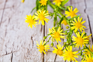 Image showing wild yellow flowers 