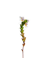 Image showing Eyebright (Euphrasia officinalis)