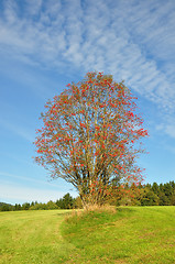 Image showing Rowan (Sorbus aucuparia)