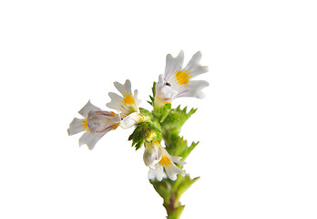 Image showing Eyebright (Euphrasia officinalis)