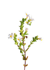 Image showing Eyebright (Euphrasia officinalis)