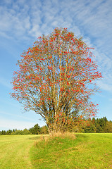 Image showing Rowan (Sorbus aucuparia)