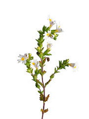 Image showing Eyebright (Euphrasia officinalis)