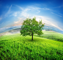 Image showing Meadows and tree