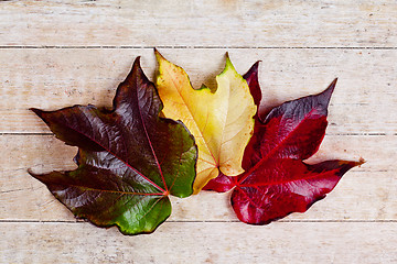 Image showing three autumn leaves