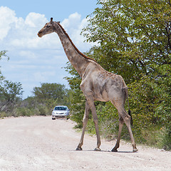 Image showing Giraffe in Etosha, Namibia