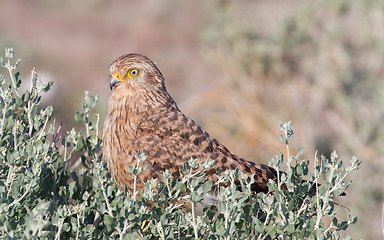 Image showing Greater kestrel (Falco rupicoloides) 