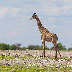 Image showing Giraffe in Etosha, Namibia