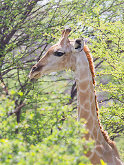 Image showing Giraffe in Etosha, Namibia