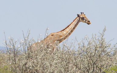 Image showing Giraffe in Etosha, Namibia