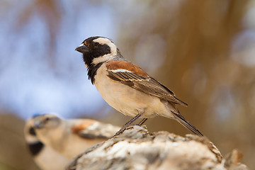 Image showing Cape Sparrow (Passer melanurus)