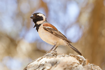 Image showing Cape Sparrow (Passer melanurus)