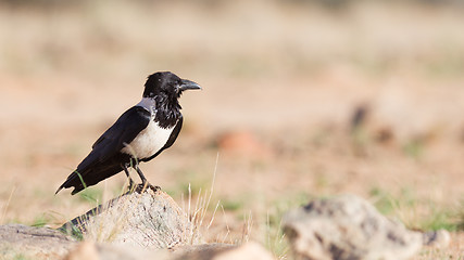 Image showing Pied crow (corvus albus)