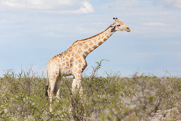 Image showing Giraffe in Etosha, Namibia