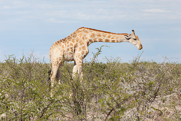 Image showing Giraffe in Etosha, Namibia