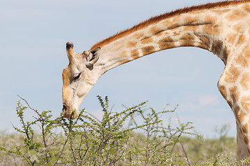 Image showing Giraffe in Etosha, Namibia