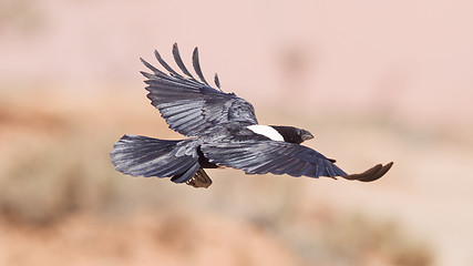 Image showing Pied crow (corvus albus)