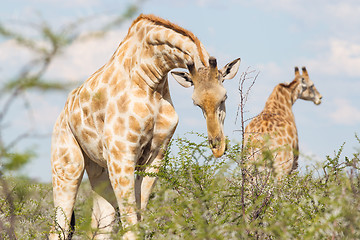 Image showing Giraffe in Etosha, Namibia