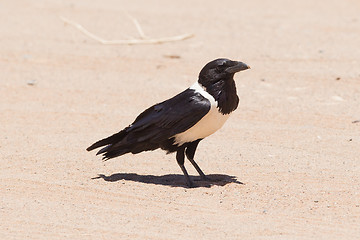 Image showing Pied crow (corvus albus)