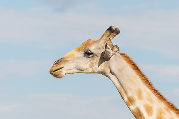 Image showing Giraffe in Etosha, Namibia