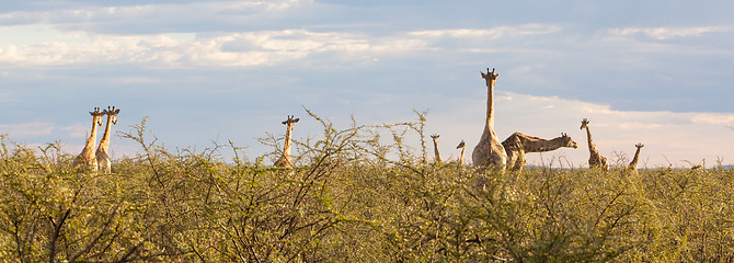 Image showing Group of giraffes in Etosha, Namibia