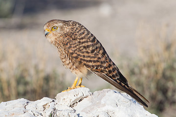 Image showing Greater kestrel (Falco rupicoloides) 