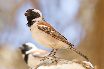 Image showing Cape Sparrow (Passer melanurus)