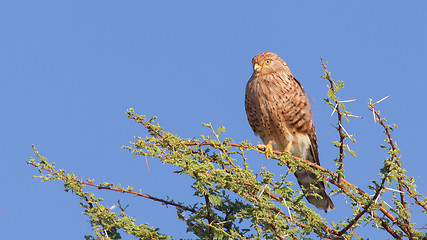 Image showing Greater kestrel (Falco rupicoloides) 