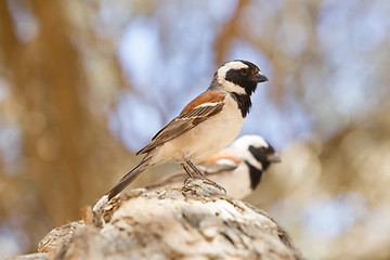 Image showing Cape Sparrow (Passer melanurus)