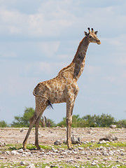 Image showing Giraffe in Etosha, Namibia