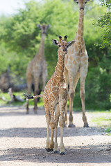 Image showing Young giraffe in Etosha, Namibia