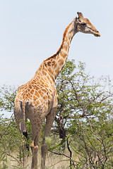 Image showing Giraffe in Etosha, Namibia