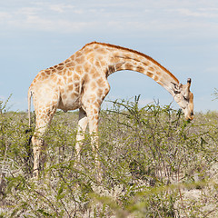 Image showing Giraffe in Etosha, Namibia