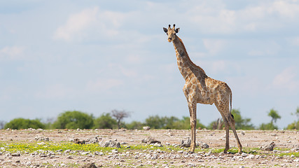 Image showing Giraffe in Etosha, Namibia