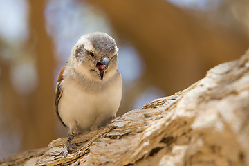 Image showing Young Cape Sparrow (Passer melanurus)