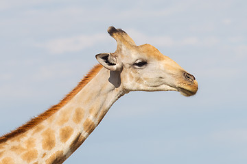 Image showing Giraffe in Etosha, Namibia
