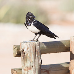 Image showing Pied crow (corvus albus)