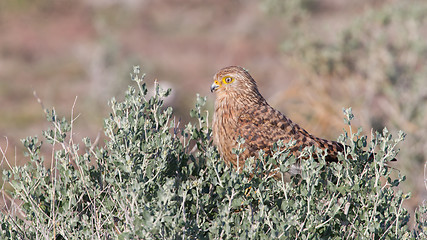 Image showing Greater kestrel (Falco rupicoloides) 