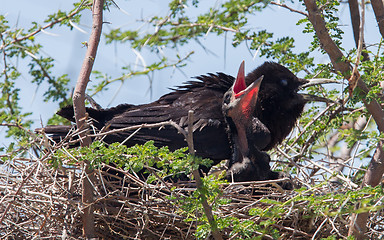 Image showing Cape crow (Corvus capensis)