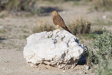 Image showing Greater kestrel (Falco rupicoloides) 