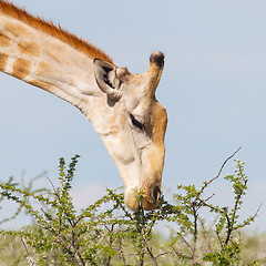 Image showing Giraffe in Etosha, Namibia