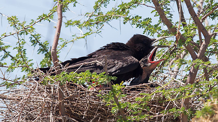 Image showing Cape crow (Corvus capensis)