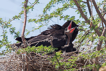 Image showing Cape crow (Corvus capensis)