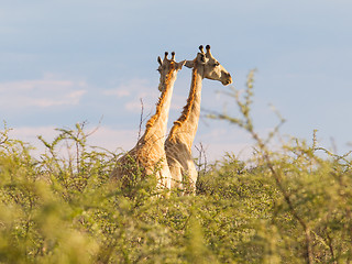 Image showing Giraffes in Etosha, Namibia
