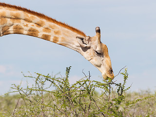 Image showing Giraffe in Etosha, Namibia