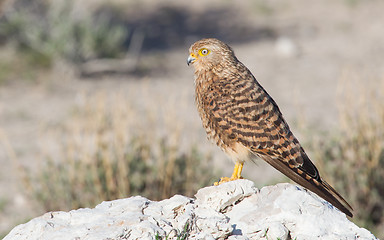 Image showing Greater kestrel (Falco rupicoloides) 