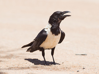 Image showing Pied crow (corvus albus)