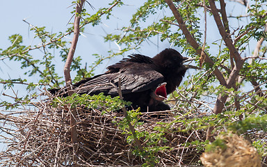 Image showing Cape crow (Corvus capensis)