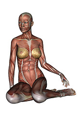 Image showing Female Anatomy Figure