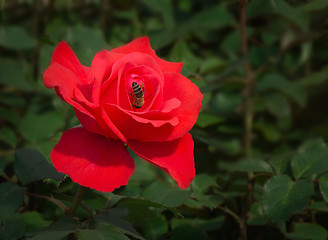 Image showing Bee gathers honey in the centre of a big red rose.